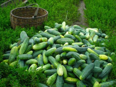 ��� ������������ ������� ������: ������ ������� ��� ������������ ���������