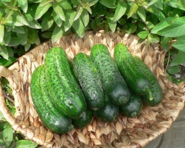 ������ �������: ������ ������������� ������ ��� ������ �������