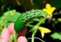 ��� ������, ���� �� ������� ����� �������