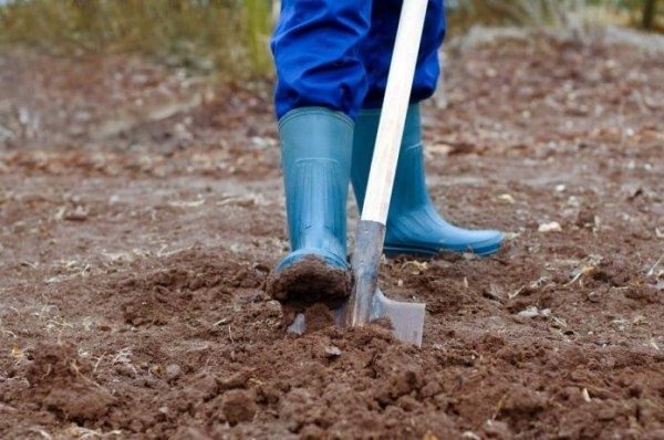 Как правильно удобрять картофель: секреты успешной посадки