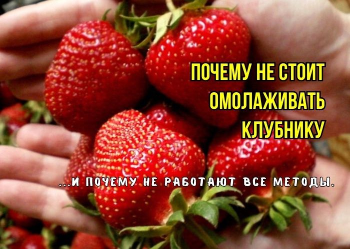 Почему многие садоводы ошибаются при омоложении клубники: три метода, которые не работают
