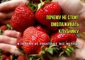 Почему многие садоводы ошибаются при омоложении клубники: три метода, которые не работают