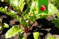 Как полить свеклу в июле для сладких и крупных корнеплодов?