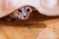 5 тревожных сигналов, что ваш кот переживает стресс