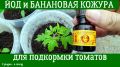 Секреты успешной рассады томатов: йод и банановая кожура как натуральные удобрения