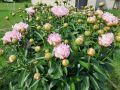 Сентябрь: время обновления сада – какие растения стоит пересадить осенью