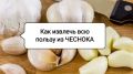 Как раскрыть настоящую силу чеснока: секреты его употребления для здоровья