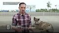 ФИЗКУЛЬТГАВГАВ. Случай с немецкой овчаркой, оставленной в аэропорту 20 июля, возмутил многих норильчан